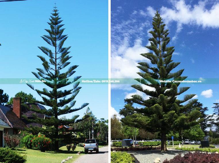 ý nghĩa cây bách tán